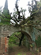 Rovine di Ninfa